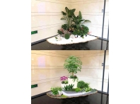 绿植案例